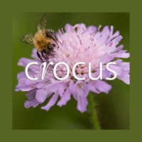 Crocus Crocus